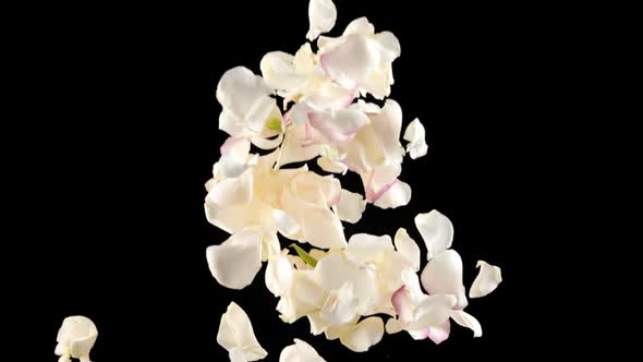 Fresh White Rose Petals Exploding Flying Up in Slow Motion on Black Background