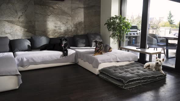 Three different dogs lying still on a large sofa in a modern apartment. alt