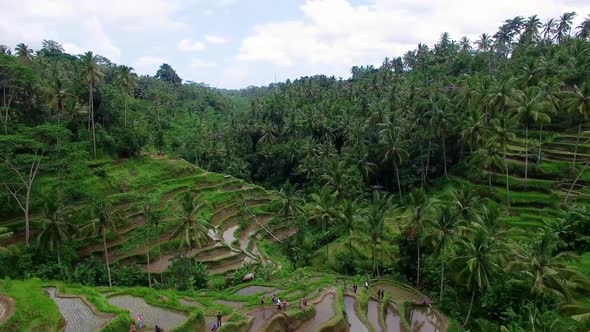 Aerial View of Tegallalang Rice Terraces, Bali, Indonesia
