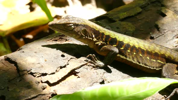 A watchful lizard standing completely still on a fallen log, looking out for food or predators, blin alt