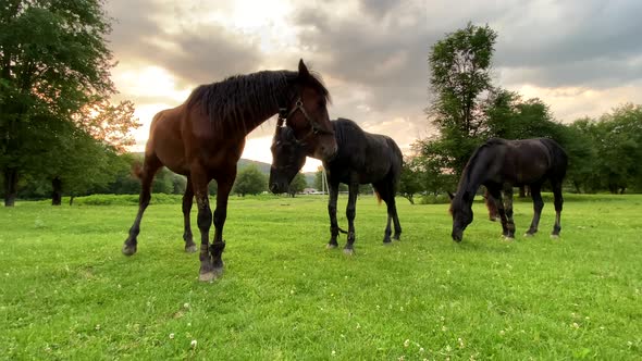 Brown and black horses with bound limbs grazing on green scenic field at sunset. Close up, 4K.