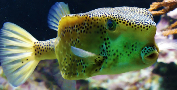 Funny Face Fish, Stock Footage | VideoHive