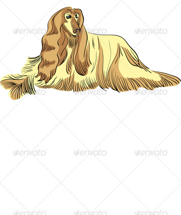Vector dog Afghan hound breed color - Animals Characters