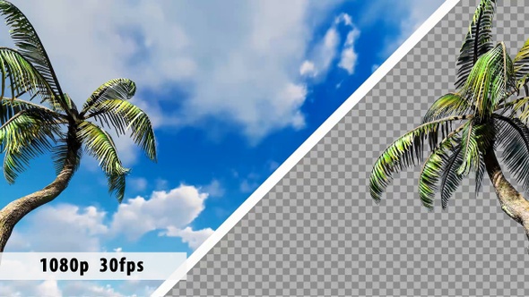 Two Curved Palm Trees On The Edges In The Wind