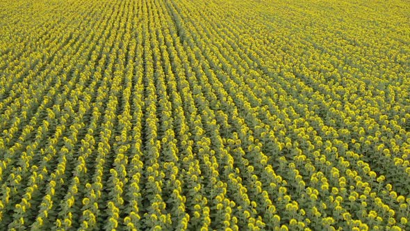 Sunflowers Turned Away From the Camera alt