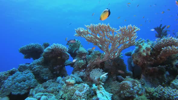 Colourful Reef Fish alt