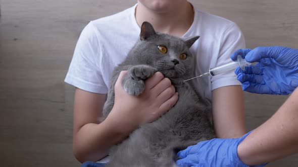 Veterinarian Gives a British Cat an Injection Which is Sitting in Arms of Child alt