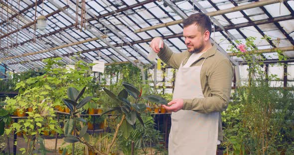 Caucasian Man Watering Flowers in a Greenhouse  Eco Hobby Concept alt