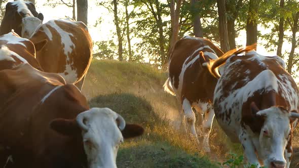 The cows go from the pasture. A herd of cows go to the evening milking at the farm. Milk production