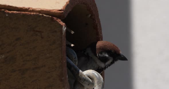 A domestic sparrow under a tiled roof alt