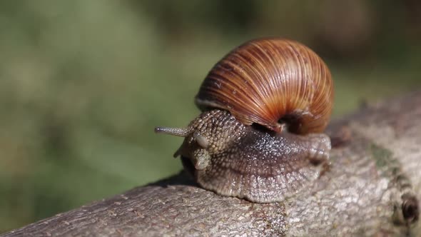 Grape Snail, Europe's Largest Snail Crawls