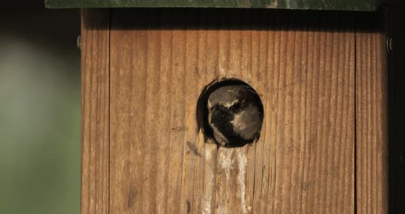 Domestic sparrow in a nest box alt