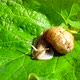Shooting of Garden Snail - VideoHive Item for Sale