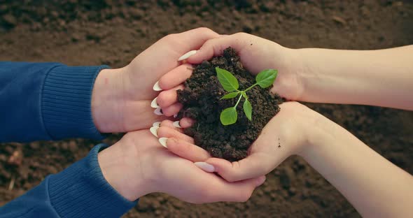 Man and Woman are Holding Small Fragile Sprout of Tree in Palms Closeup View  Prores alt