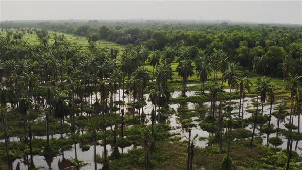 Flooded coconut plantation 2