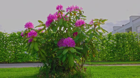 Beautiful view of flowering rhododendron bush on green lawn. Sweden. alt