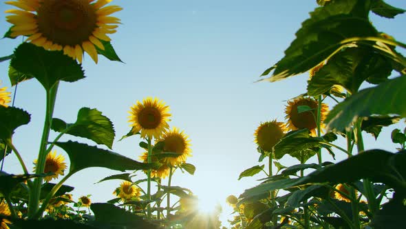 Sunflowers In Green Nature 16 alt
