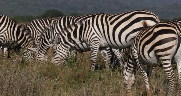 Grant's Zebra, equus burchelli boehmi, Herd eating grass at Nairobi Park in Kenya, Real Time 4K alt