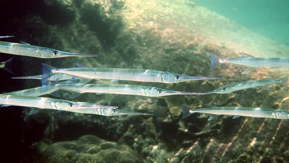 School of Reef Needlefish or Belonidae Hunting on a Coral Reef alt