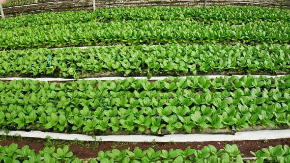 Aerial footage of rows of plants growing inside a large greenhouse alt