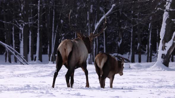 bull elk walking with doe towards forest slomo alt