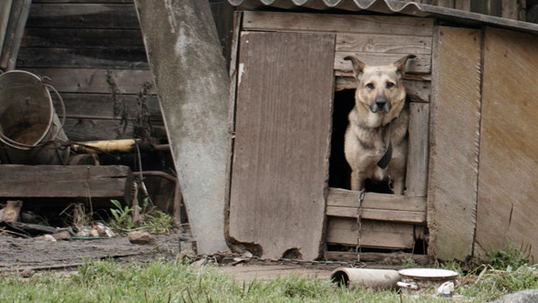 Dog Peeking Out Of the Dog House alt