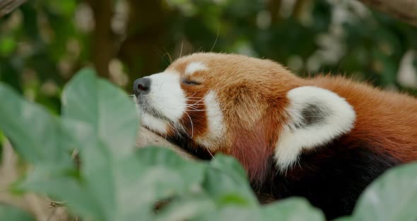 Red panda sleeping on tree at park alt
