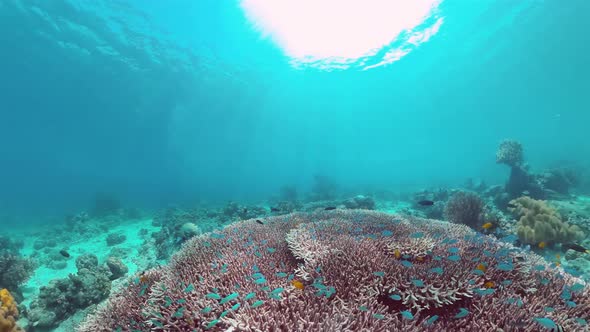 Coral Reef and Tropical Fish Underwater alt