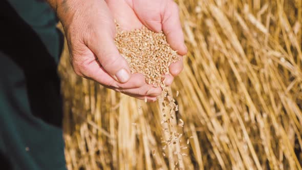 Hands of Adult Farmer Touching and Sifting Wheat Grains in a Sack alt