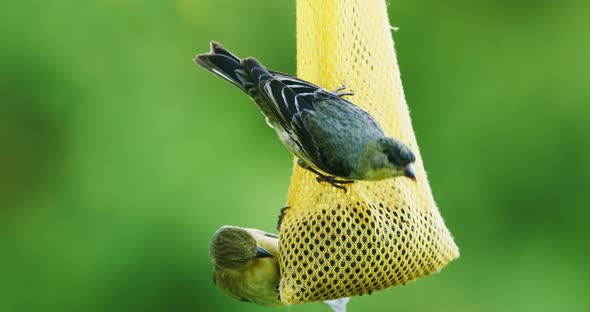 Small birds eating seeds from bird feeder