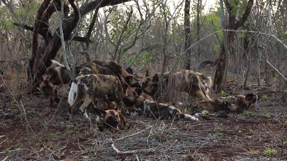 A pack of African Wild dogs, Lycaon pictus feed and tear a kill animal apart in a feeding frenzy dur alt