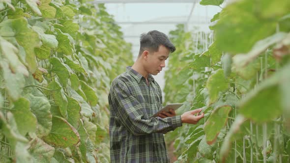 Asian Farmer Checking Melon's Leaf And Documenting Data Of Melons In Organic Farms With Tablet alt