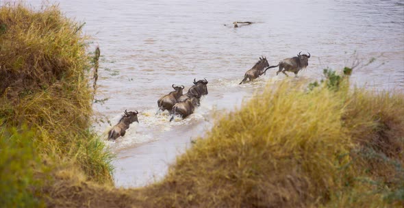 Herd of gnus crossing the river alt