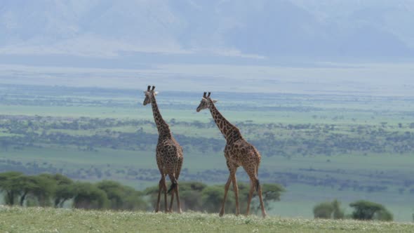 Big giraffe walking on the plains of Ngorongoro Tanzania alt