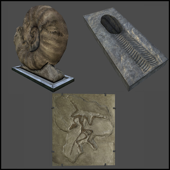 Rock Fossils - 3DOcean Item for Sale