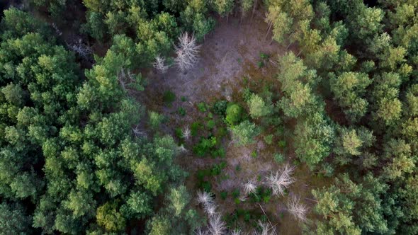 Aerial View. Flying over the beautiful green forest in a rural landscape. Top view of trees in fores