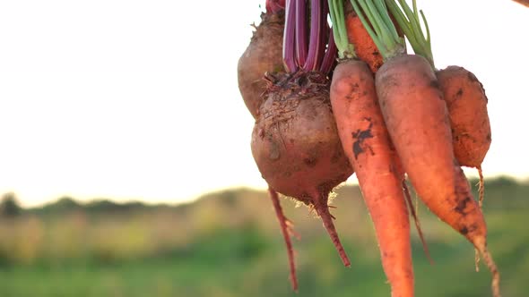 Freshly Picked Vegetables in the Hands of a Farmer Against the Background of Sunlight alt