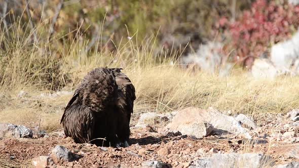 Cinereous vulture (Aegypius monachus) cleans its feathers in the mountains alt