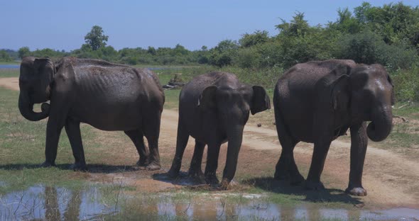 Elephants Splashing Mud in the National Park of Sri Lanka