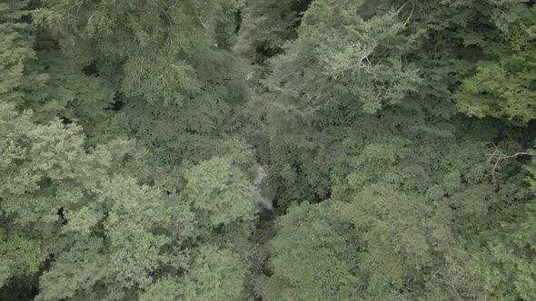 Mtirala National Park from drone, Adjara, Georgia. Flying over subtropical mountain forest alt