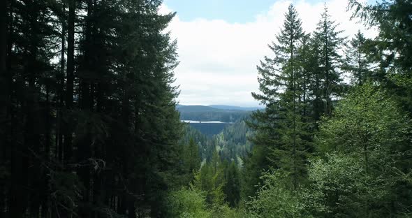 Alder Lake Dam Reveal Flying Aerial Drone View Through Evergreen Trees alt