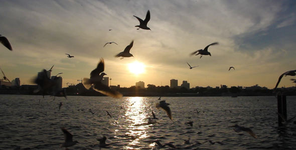 Birds Flying Near Waterfront