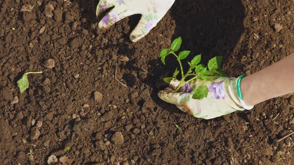 Farmer Hands Planting To Soil Tomato Seedling alt
