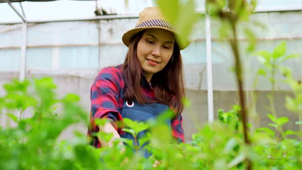 Portrait of happy Asian woman farmer and checking fresh vegetable salad for finding pests in an orga alt