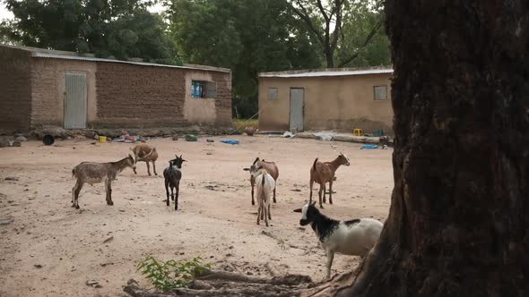 Africa Mali Village And Goats