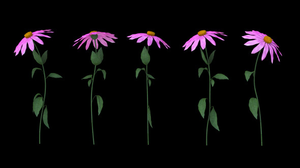 Growing Flowers / Echinacea