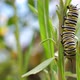 Monarch Butterfly Caterpillar (danaus plexippus) on a leaf - VideoHive Item for Sale