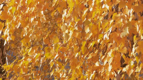 Yellow Birch Leaves Sway From a Light Breeze