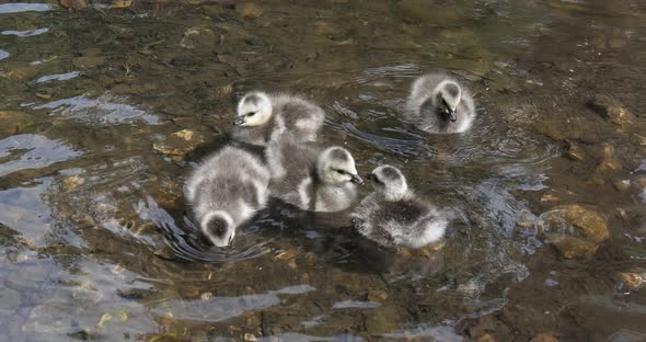Barnacle Goose, branta leucopsis, goslings standing in Water, Normandy, slow motion 4K alt