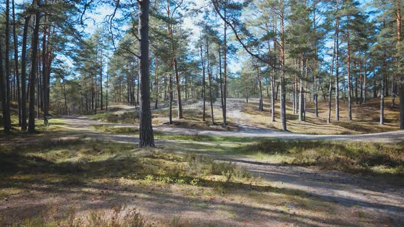 Walk in the Baltic pine dunes in summer